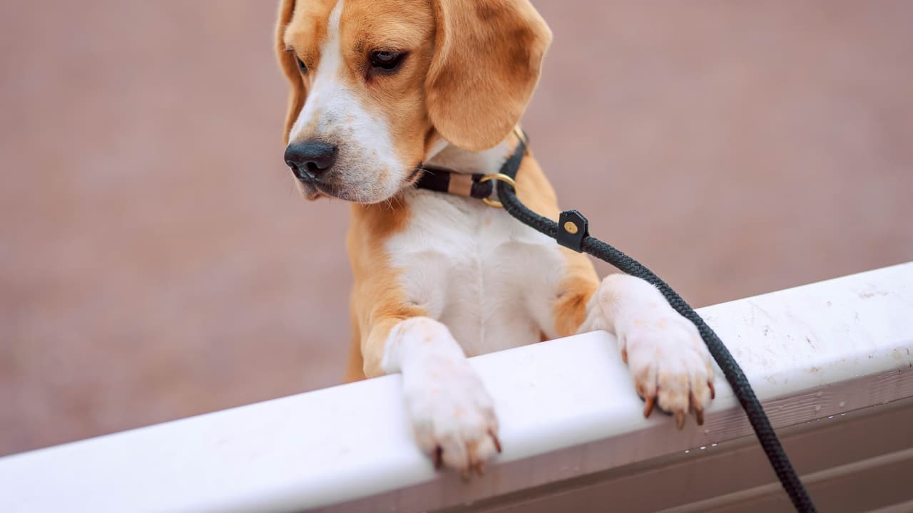 Stock photo: a beagle puppy on a leash looking over a white railing.